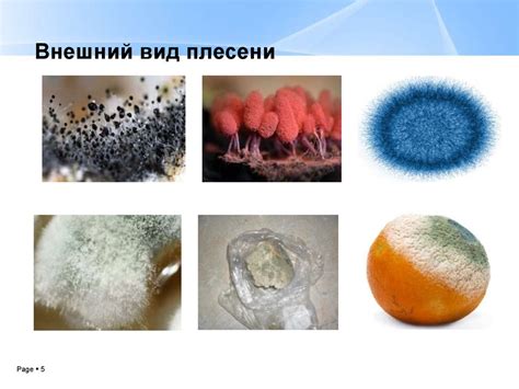Условия, способствующие появлению плесени на бруснике