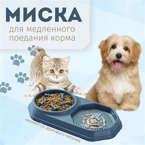 Участие медленного моргания в обучении кошек