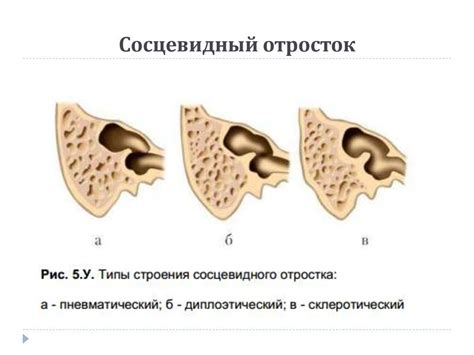 Функции пневматизации сосцевидных отростков височных костей